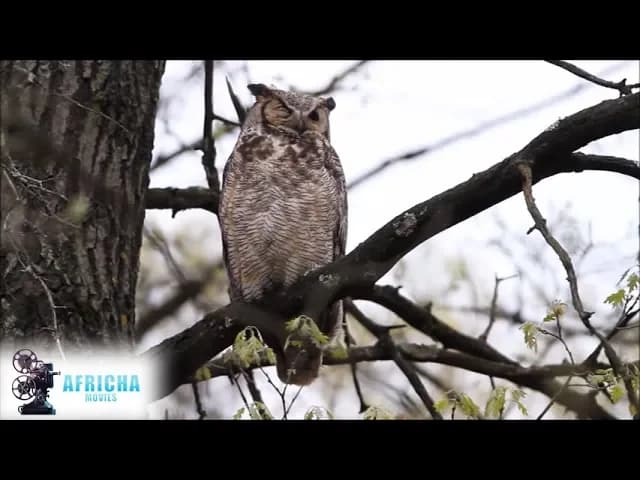 Msitu wa Kafara - Desmond Classic & Caroline Chepkosgei (Official Bongo Movie)