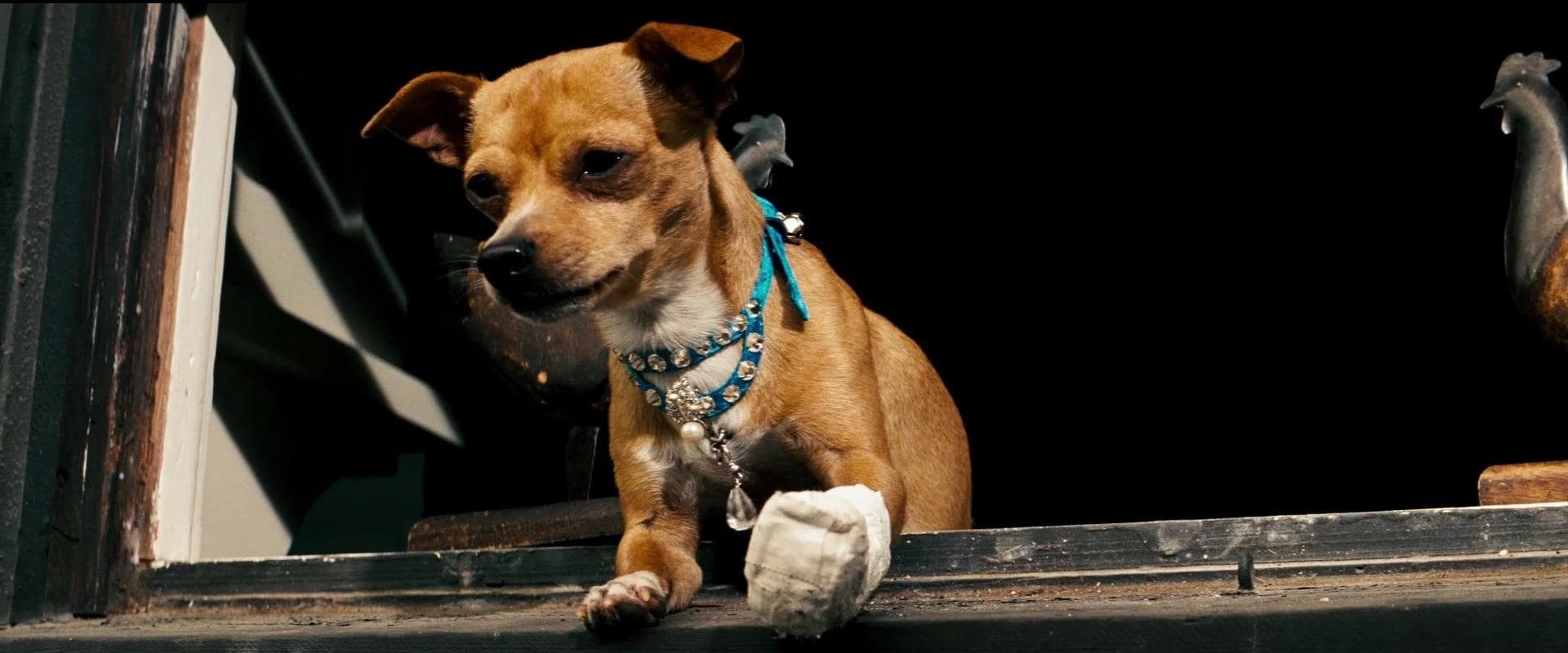 Chester the Chihuahua