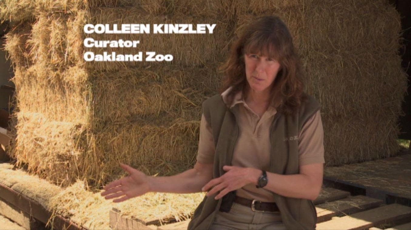 Colleen Kinzley