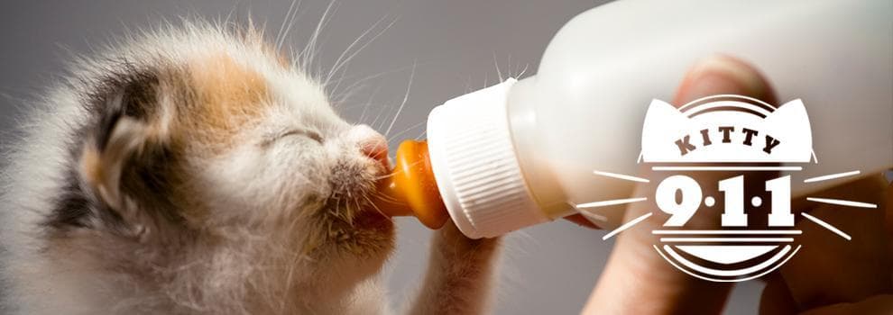 Kitty 911
