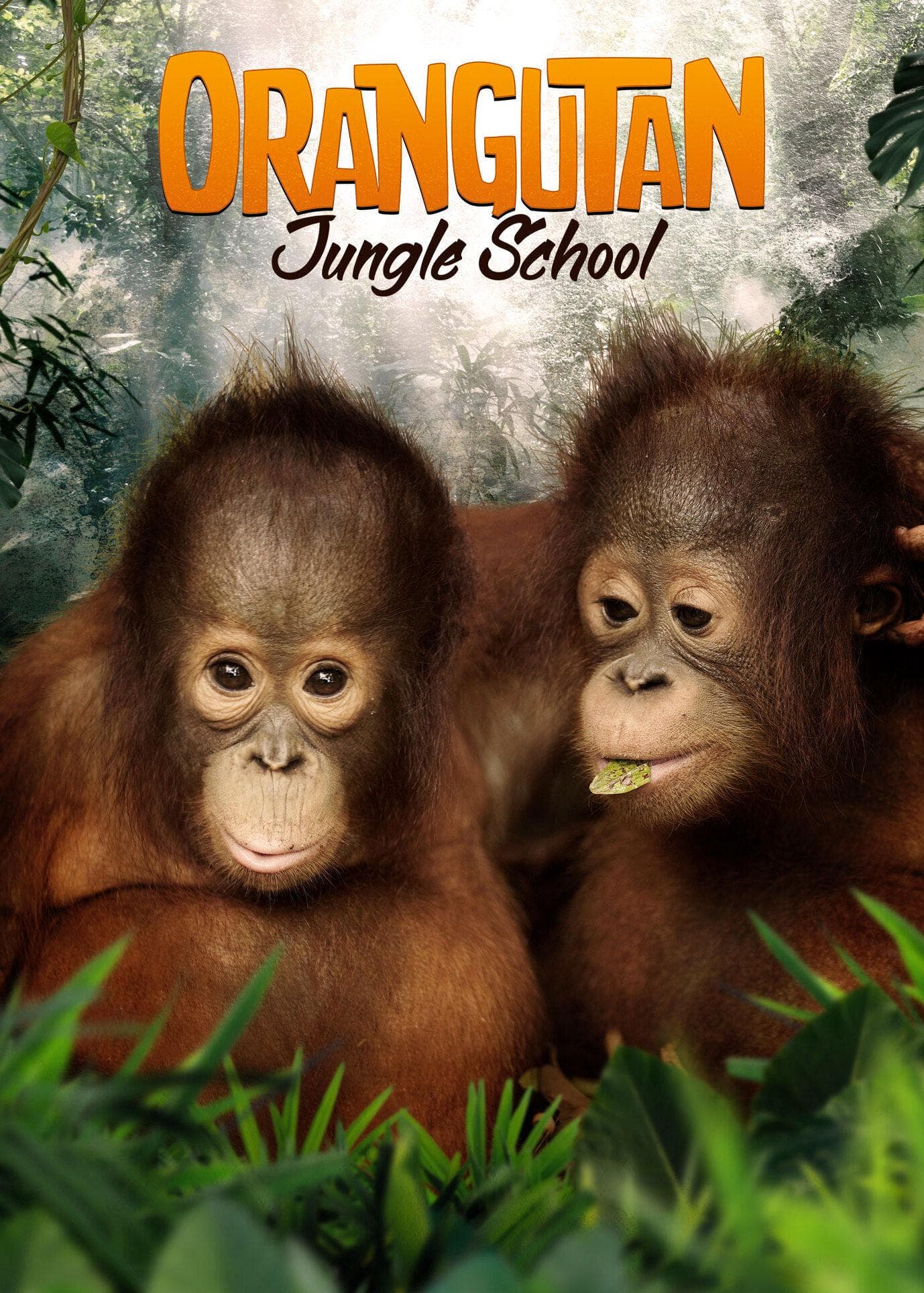 Orangutan Jungle School S2-S3