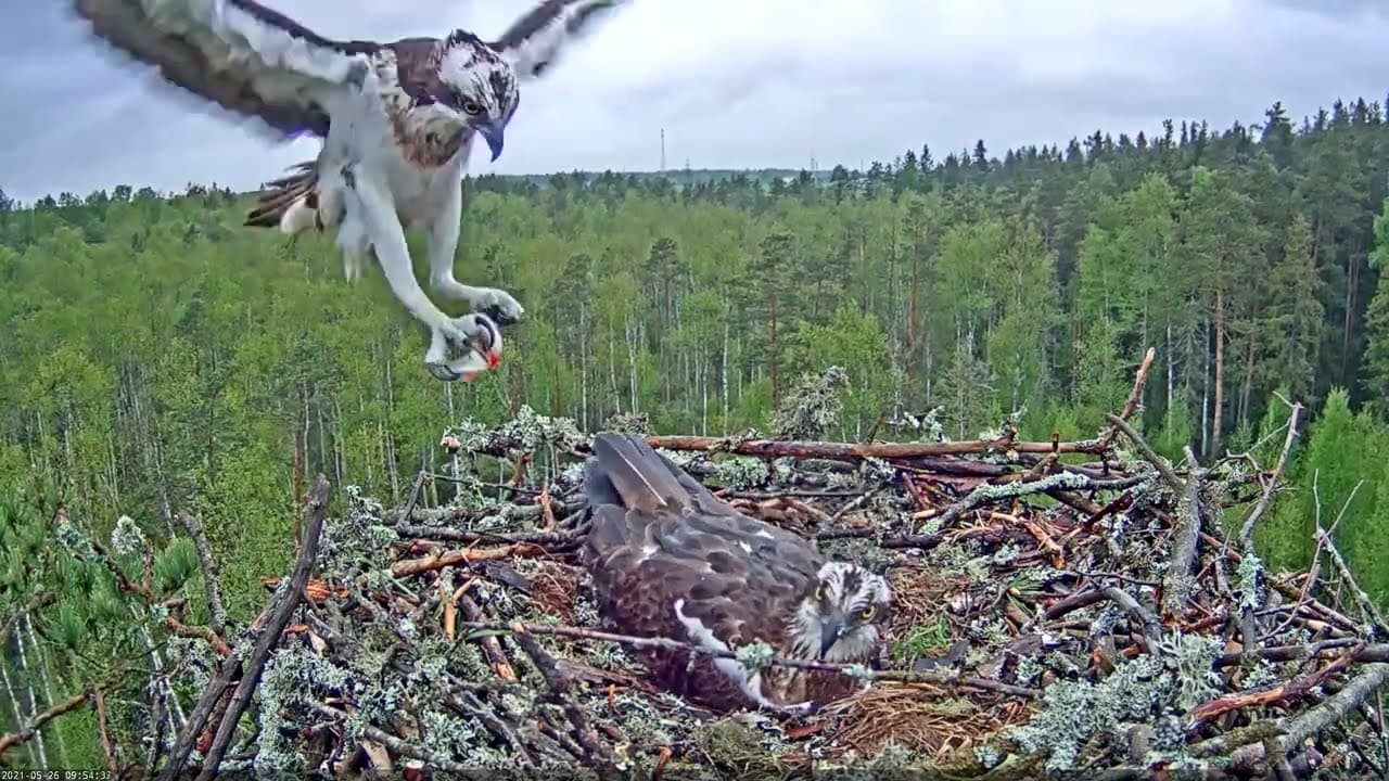 Estonian Osprey Nest (Marko & Miina) 2021