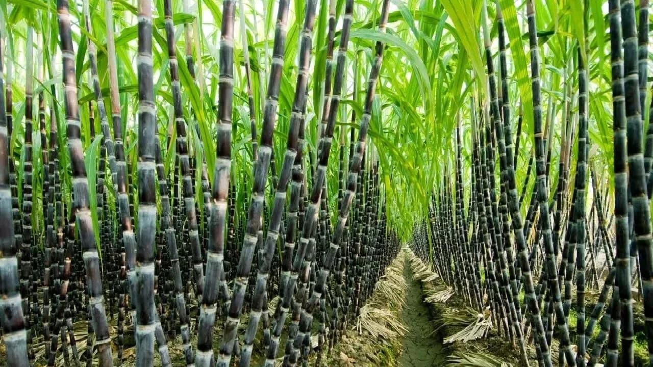 Agriculture Technology -  SugarCane Cultivation - SugarCane Farming and Harvesting, processing
