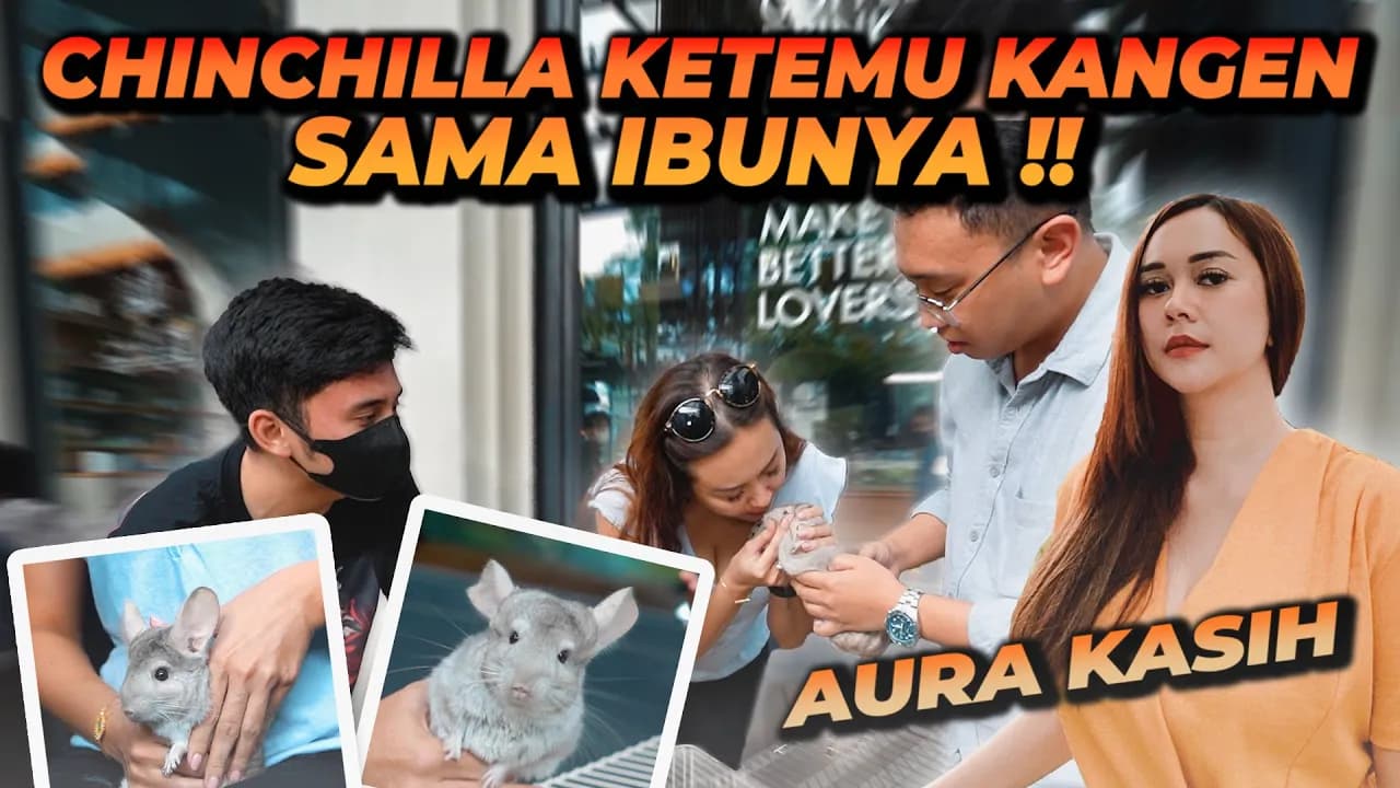 AURA KASIH KETEMU CHINCHILLA NYA YANG DIRAWAT ALSHAD AHMAD !! BINATANG TERLUCU DAN TERGEMAS !!