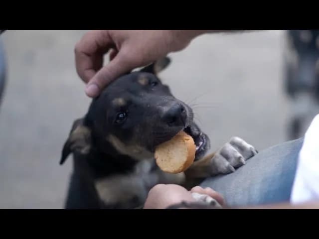 Nikhar Juneja - The Most Beautiful Creatures ( Official Music Video )