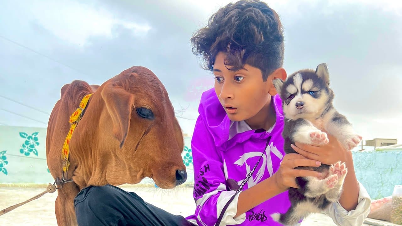 Cute Baby Husky Khareed Lia😍