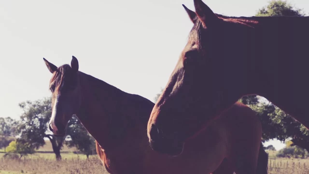 Paco Candela - Tu No Eres Caballista (Lyric Video Oficial)