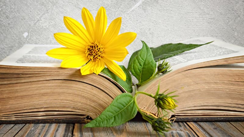 Esperanza Rising Study Guide