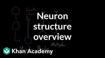 Nervous system physiology | NCLEX-RN | Khan Academy