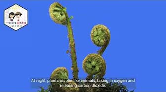 GRADE 9 BIOLOGY: Plant Respiration