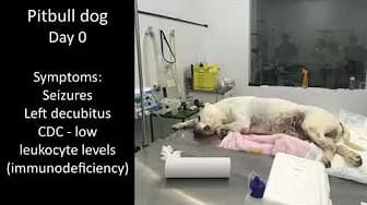 Zika trata tumores cerebrais em cães