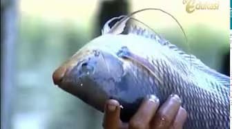 Gourami Fish Cultivation seg3 | Bio Agro