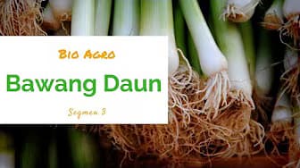 Leaf Onion seg3 | Bio Agro