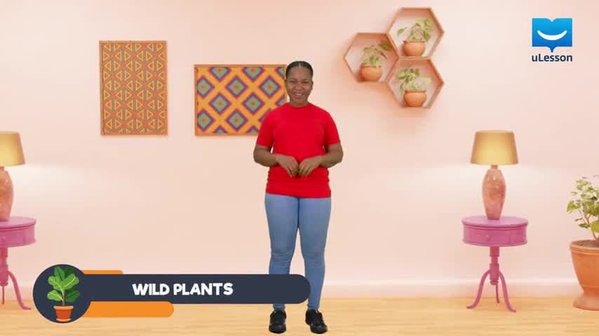 Wild Plants