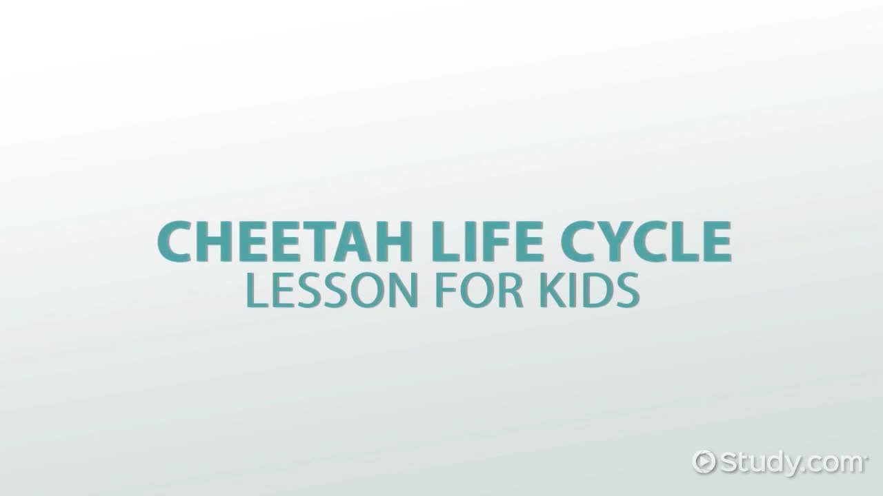 Cheetah Life Cycle: Lesson for Kids