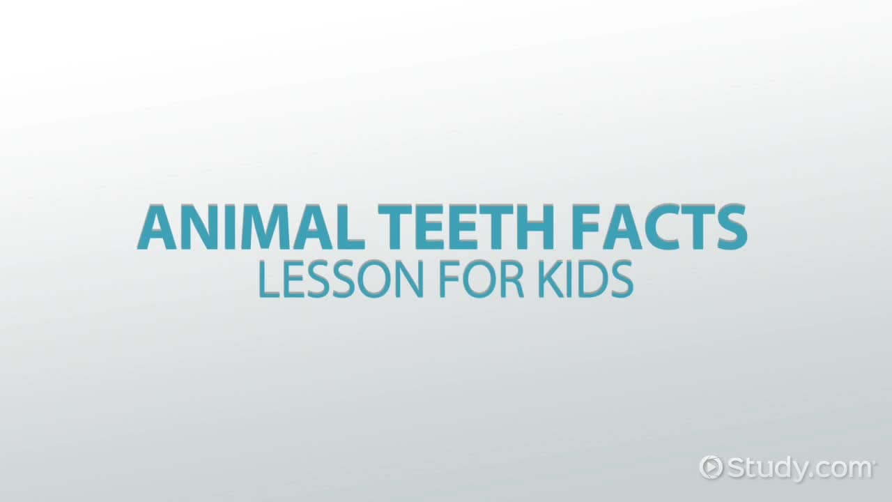 Animal Teeth Facts: Lesson for Kids