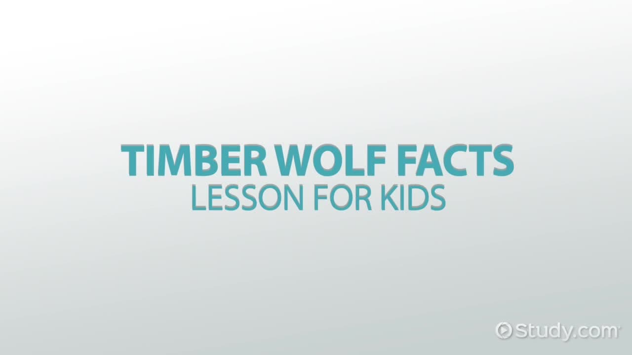 Timber Wolf Facts: Lesson for Kids