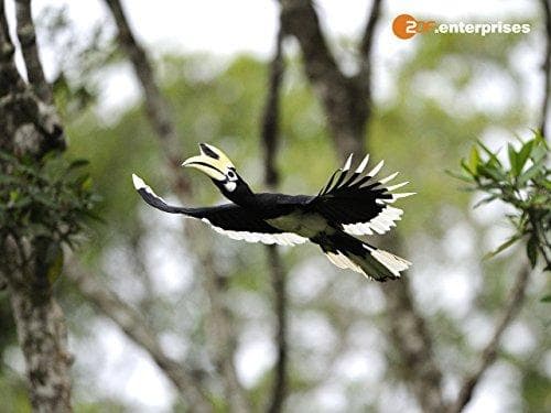 The Amazon of the East