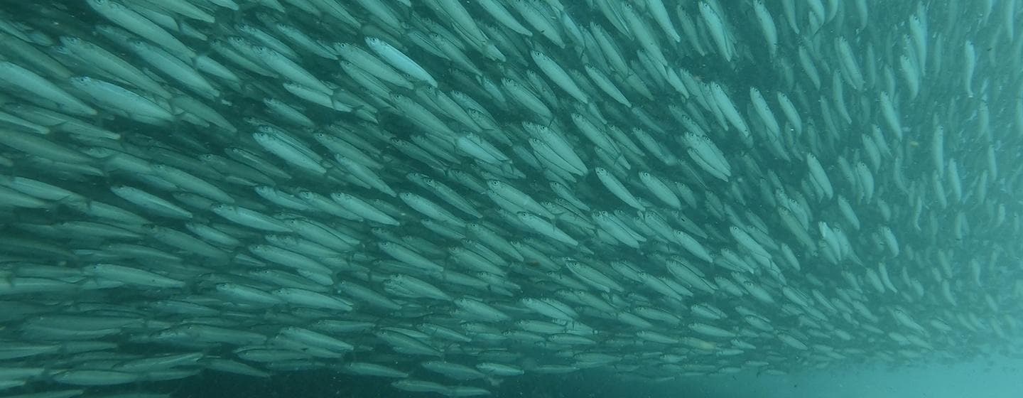 The Ocean's Greatest Feast