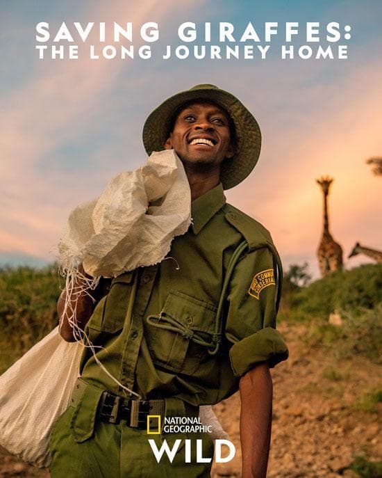 Saving Giraffes: The Long Journey Home