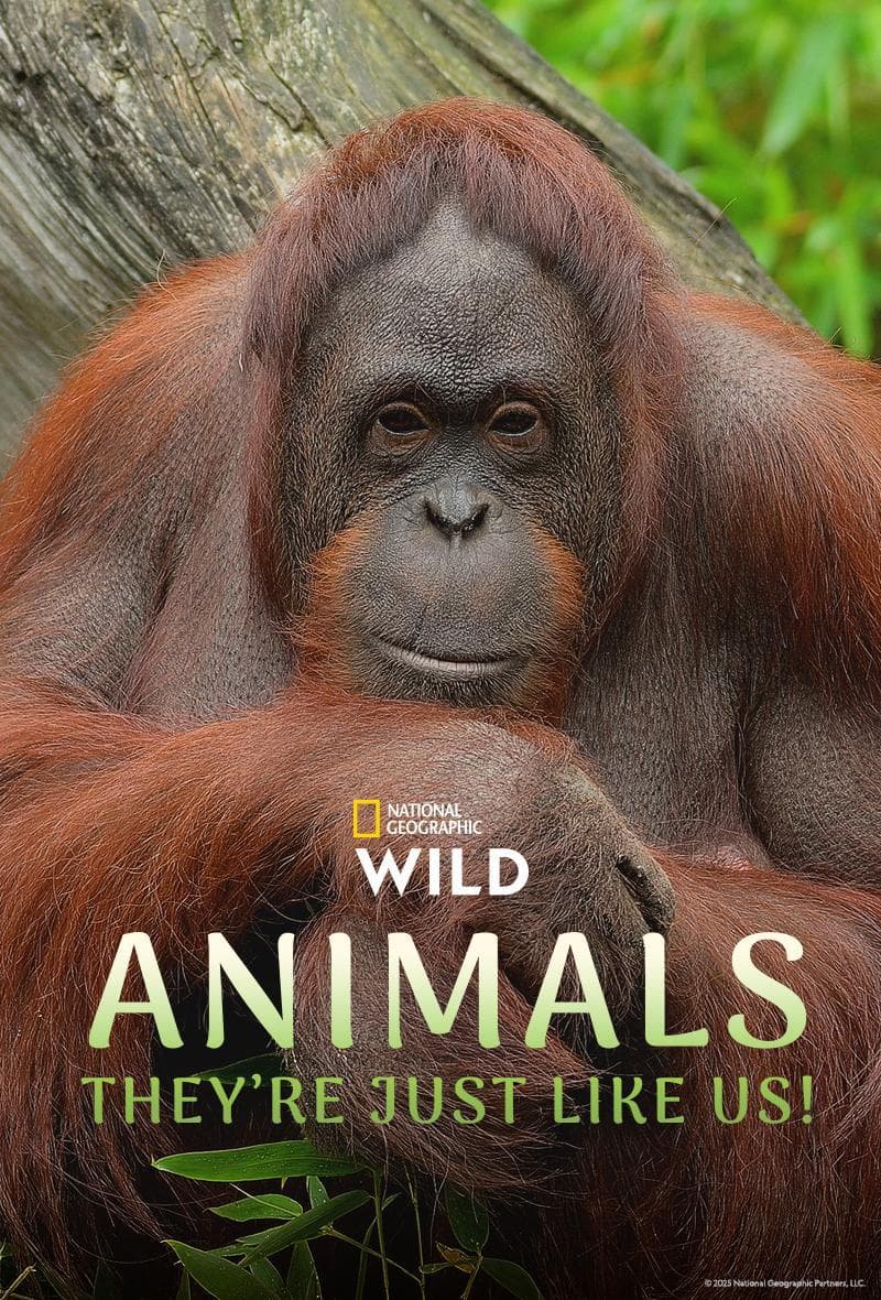 Animals, They're Just Like Us!