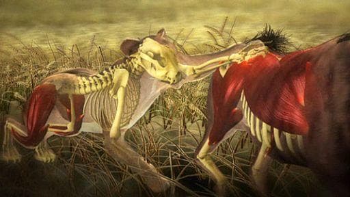 Moment of Impact: Hunters and Herds