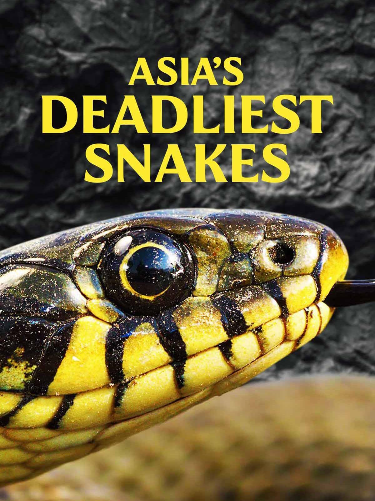 Asia's Deadliest Snakes