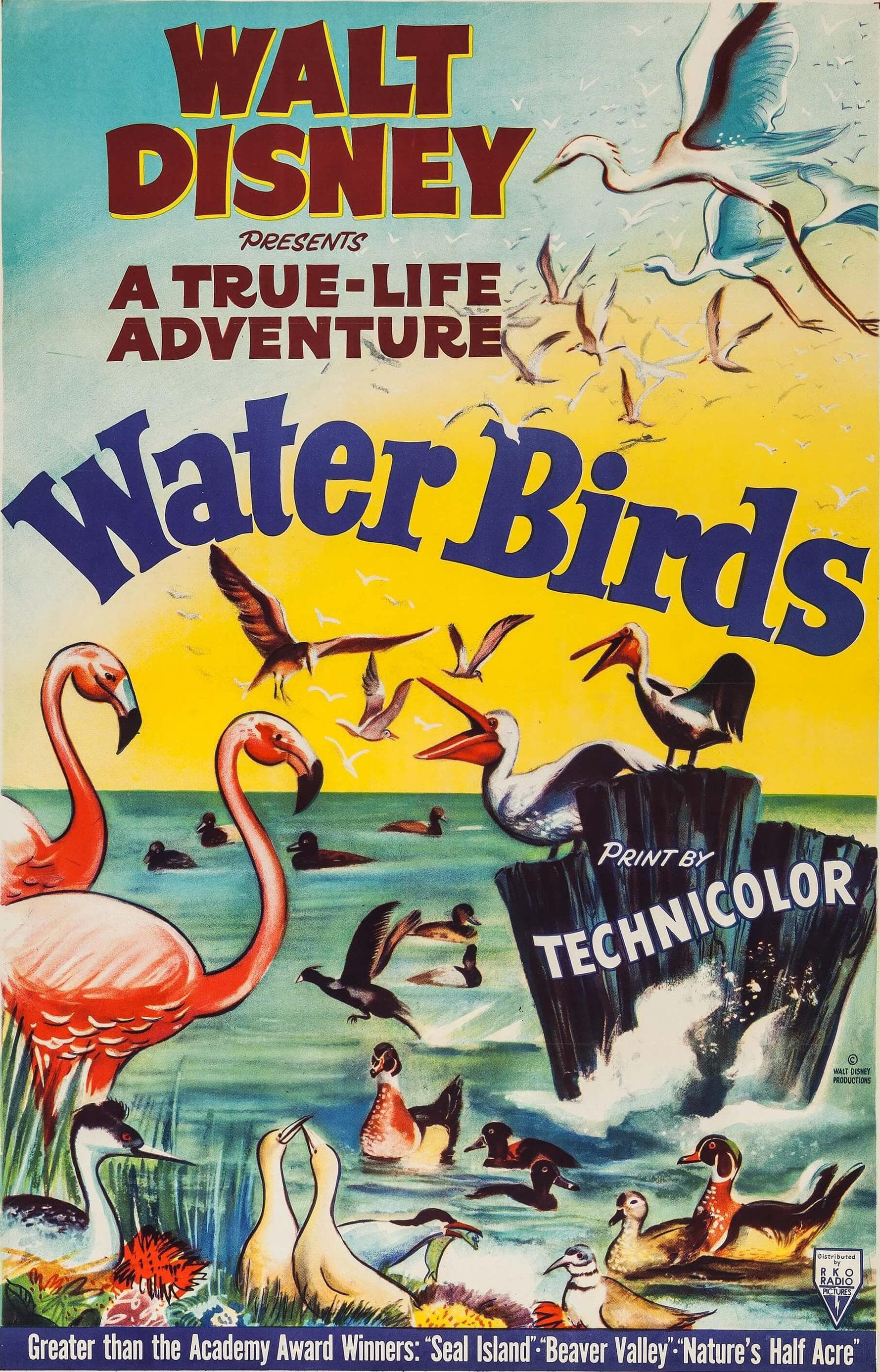A True-Life Adventure: Water Birds